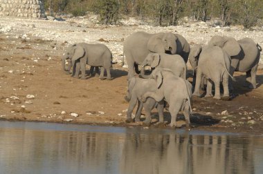 Afrika fili, Loxodonta Africana, su birikintisinde içme suyu, Etoşa Ulusal Parkı, Namibya.