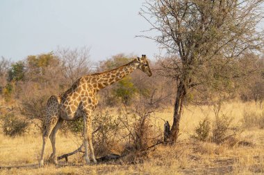 Vahşi Afrika 'daki zürafa.