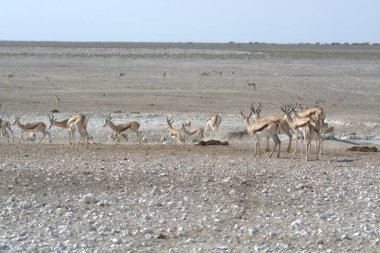 Vahşi doğadaki beyaz geyik
