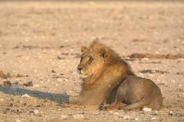 Afrika aslanı (panthera leo )