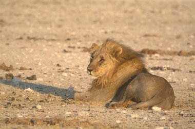 Namibya bozkırında bir aslan