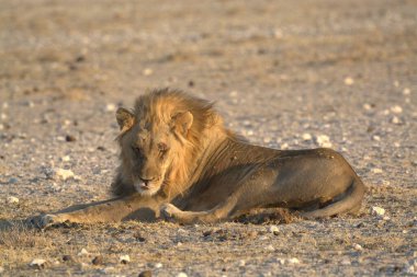 Namibya 'da Etoşa' da aslan