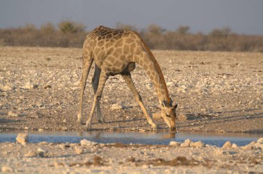 Etoşa Ulusal Parkı, Namibya 'da zürafa