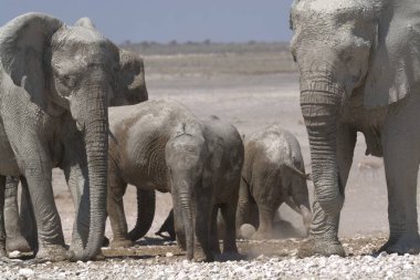 Filler etkin Milli Parkı'nda