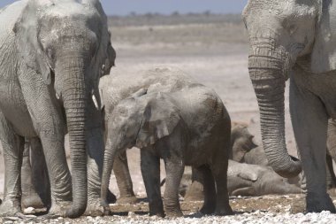 Savanadaki büyük fil ailesi.