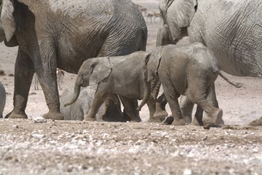 Kruger Ulusal Parkı 'ndaki Afrika Filleri, Güney Afrika