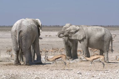 Kenya savanındaki fil