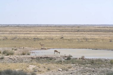 wild waterhole in the middle of a waterhole in the etosha