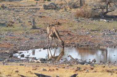 Sudaki bir grup hayvan.