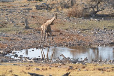 Namibya 'da Etoşa' da zürafa
