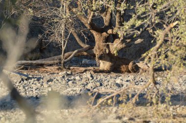 Ormanda bir ağacı olan güzel bir manzara.