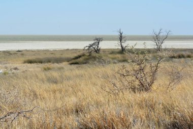 a closeup shot of a white desert with a large sand and a tree