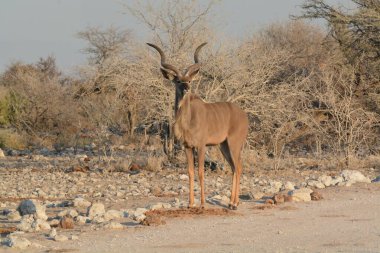 the kudu du is the largest largest species of the african - bieline.
