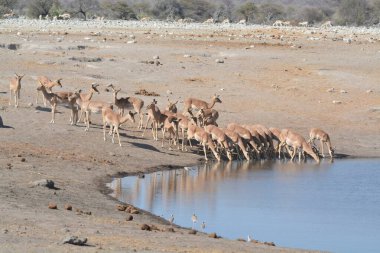Namibya 'daki Etoşa Ulusal Parkı' nda bir zebra sürüsü.