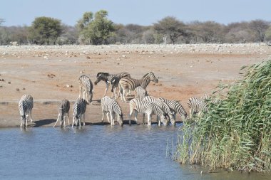 a beautiful shot of a zebra in the park in etosha