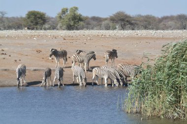 the zebras ( equus equus quagga ) in the etosha national park, namibia.