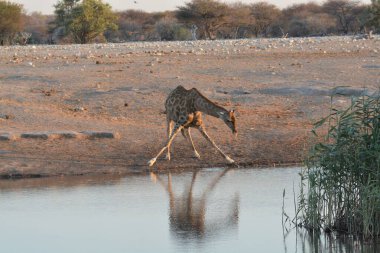 african giraffe ( camelis dalis ) in waterbe