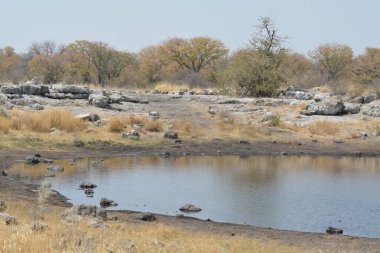 İsrail 'in kuzeyindeki ölü denizin güzel manzarası.