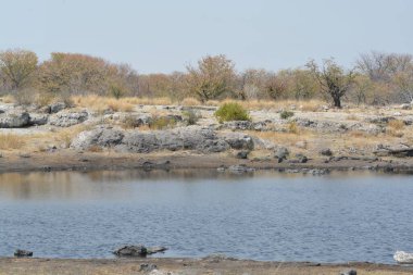 Parktaki nehrin güzel manzarası.
