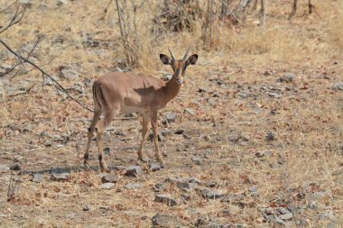red - backed deer or impala, african national park