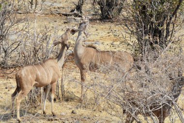 Afrika vahşi hayvanları, doğa habitatı, fauna