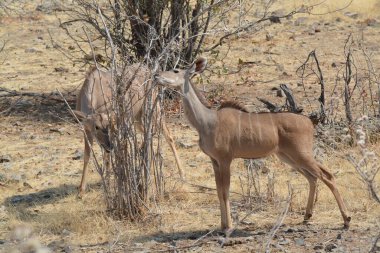 red deer in the desert of namibia, africa