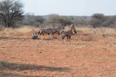 herd of zebras in the savannah of namibia.