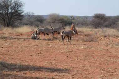 wild waterbras in the african savannah