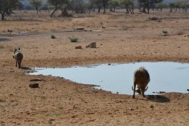 Afrika fili içme suyu