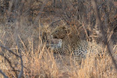 Güney Afrika 'daki Kruger Ulusal Parkı' ndaki leopar.