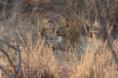 Vahşi doğadaki çita