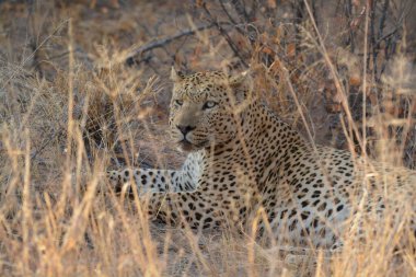 cheetah ( panthera leo ) in the wild