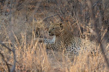 Güney Afrika 'daki Kruger Park' taki leopar.
