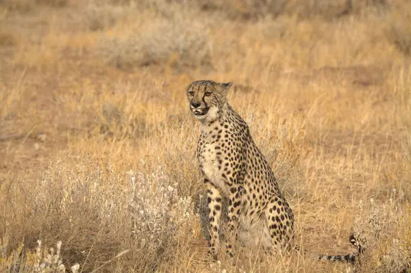 Kenya, Savannah 'da çita.