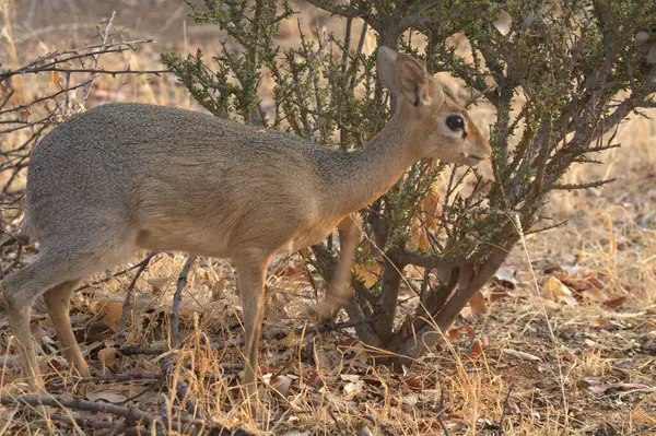 Güney savanasındaki 