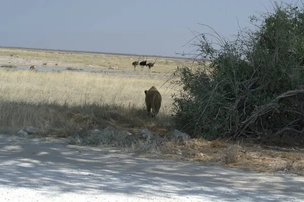 Ormandaki bir grup vahşi hayvan.