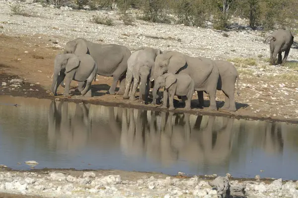 Savanadaki bir grup fil.