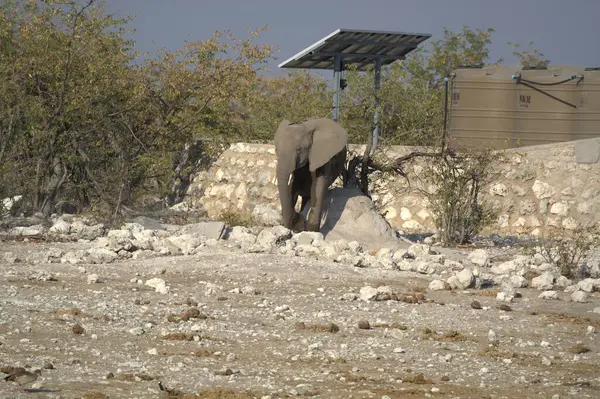 Bir tarlanın ortasında büyük taştan bir ev duruyor. Evin arazisinin inşaatı. İsrail, inşaatın yapıldığı bölge.