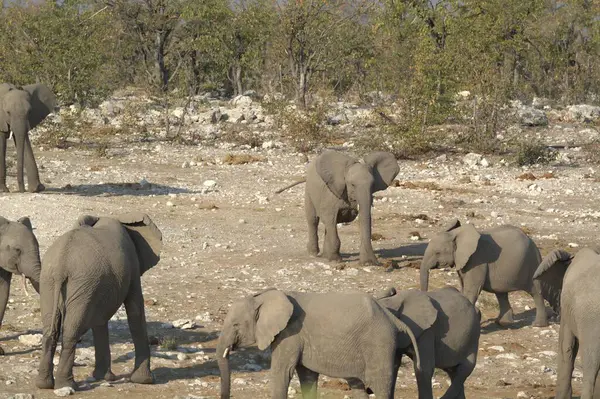 Zimbabwe savanındaki filler.