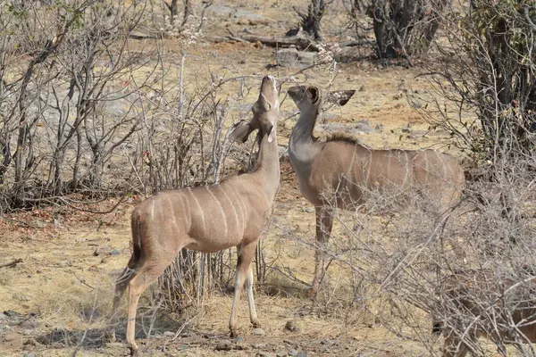 Afrikalı hayvanlar, seçici odaklanma