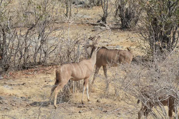 kudu in the savannah of africa in the united states of america