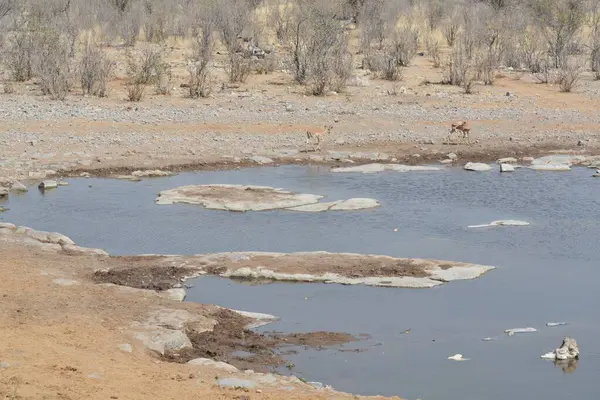 the water of the dead sea