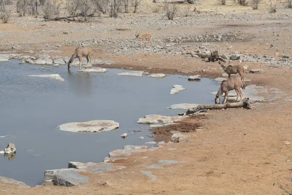 Afrika vahşi fili bozkırda
