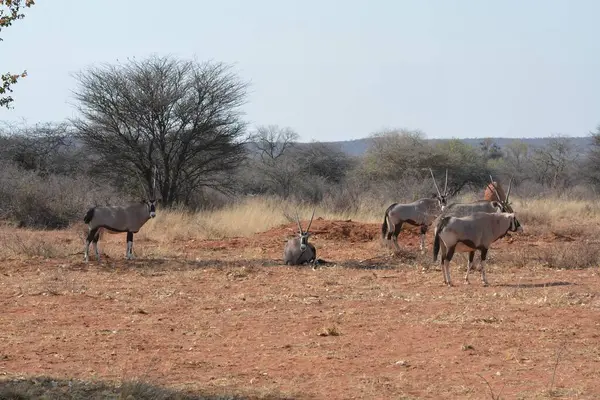 Afrika bozkırında vahşi geyikler
