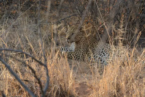 Güney Afrika 'daki Kruger Ulusal Parkı' ndaki leopar.
