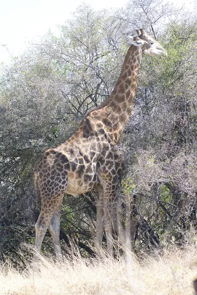 Kenya savanasında zürafa