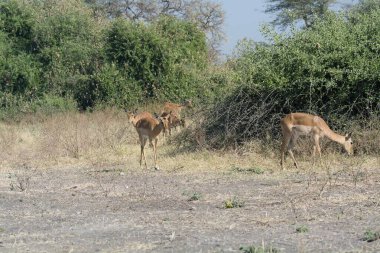 Parktaki yaban domuzları