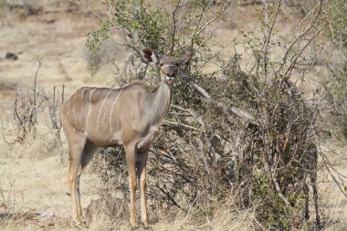 a beautiful shot of a male and female gazelle in a park