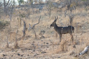 Savanada bir keçi sürüsü