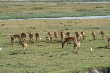 Savanada bir kuş sürüsü